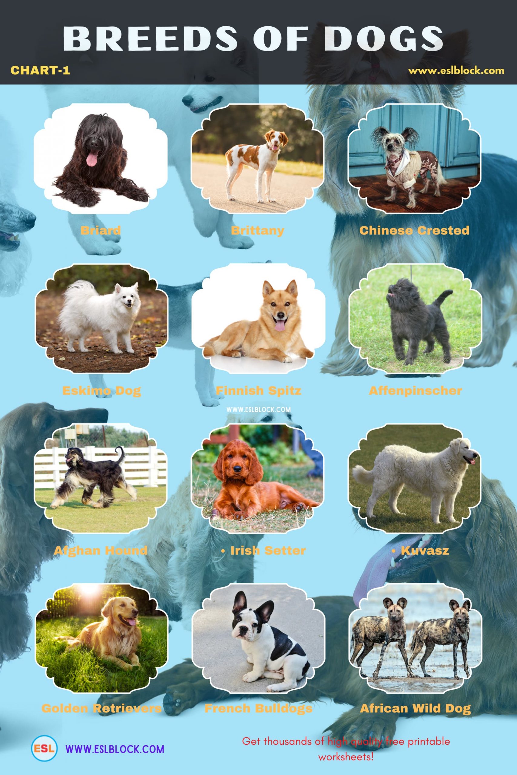 Animals Names, Best dog breeds, Big dog breeds, Cute dog breeds, Different Types of Dogs, Dog Breeds, Dogs List, English, English Nouns, English Vocabulary, English Words, Hunting dog breeds, List of Dog Breeds, Medium dog breeds, Nouns, Small dog breeds, Vocabulary