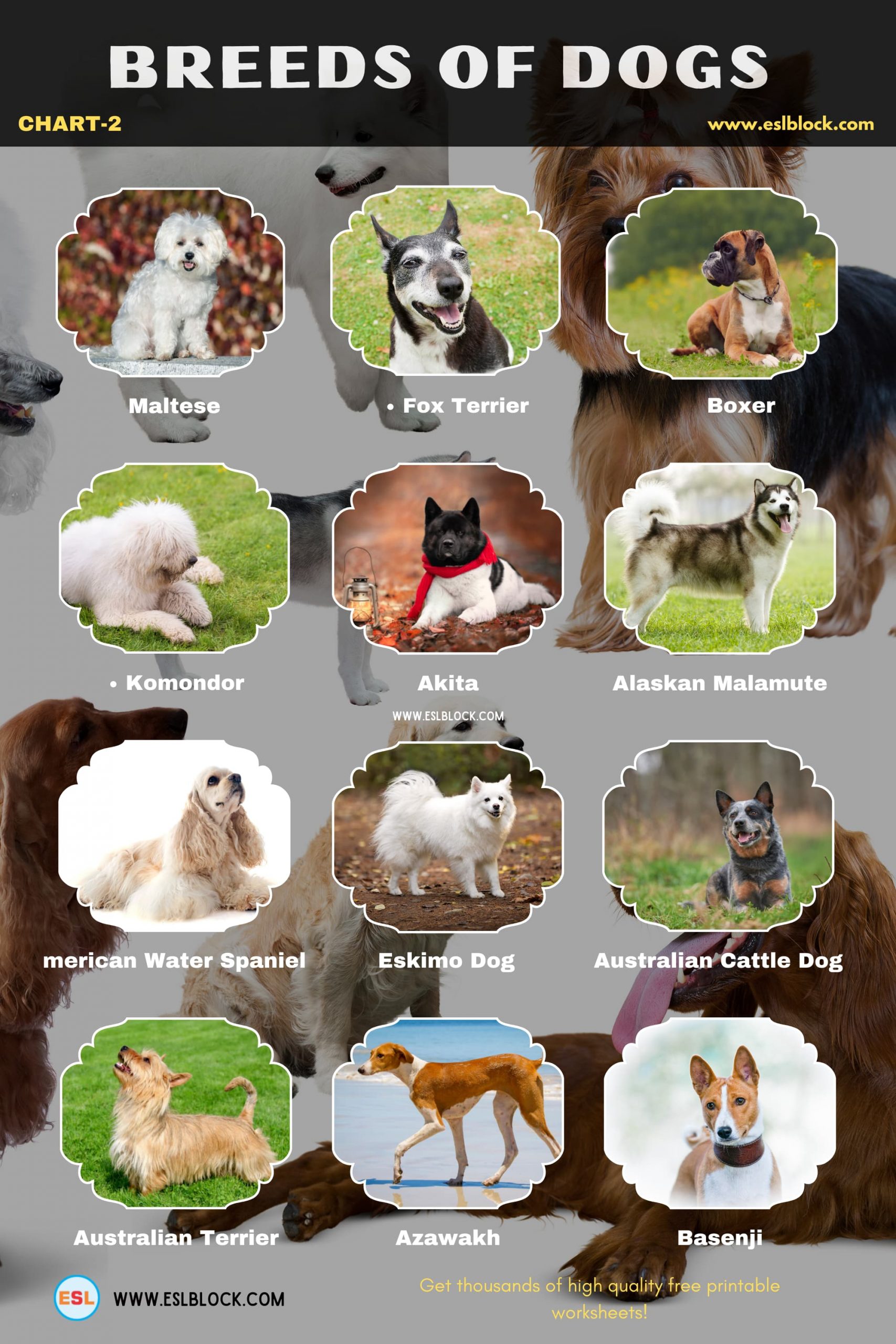Animals Names, Best dog breeds, Big dog breeds, Cute dog breeds, Different Types of Dogs, Dog Breeds, Dogs List, English, English Nouns, English Vocabulary, English Words, Hunting dog breeds, List of Dog Breeds, Medium dog breeds, Nouns, Small dog breeds, Vocabulary