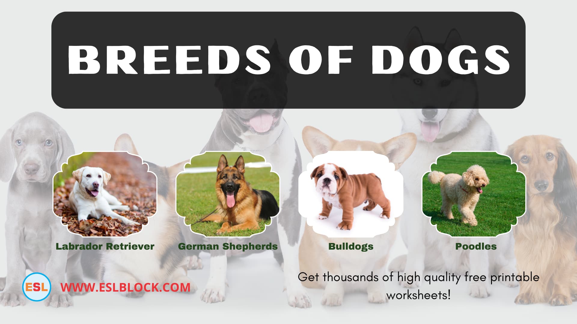 Animals Names, Best dog breeds, Big dog breeds, Cute dog breeds, Different Types of Dogs, Dog Breeds, Dogs List, English, English Nouns, English Vocabulary, English Words, Hunting dog breeds, List of Dog Breeds, Medium dog breeds, Nouns, Small dog breeds, Vocabulary