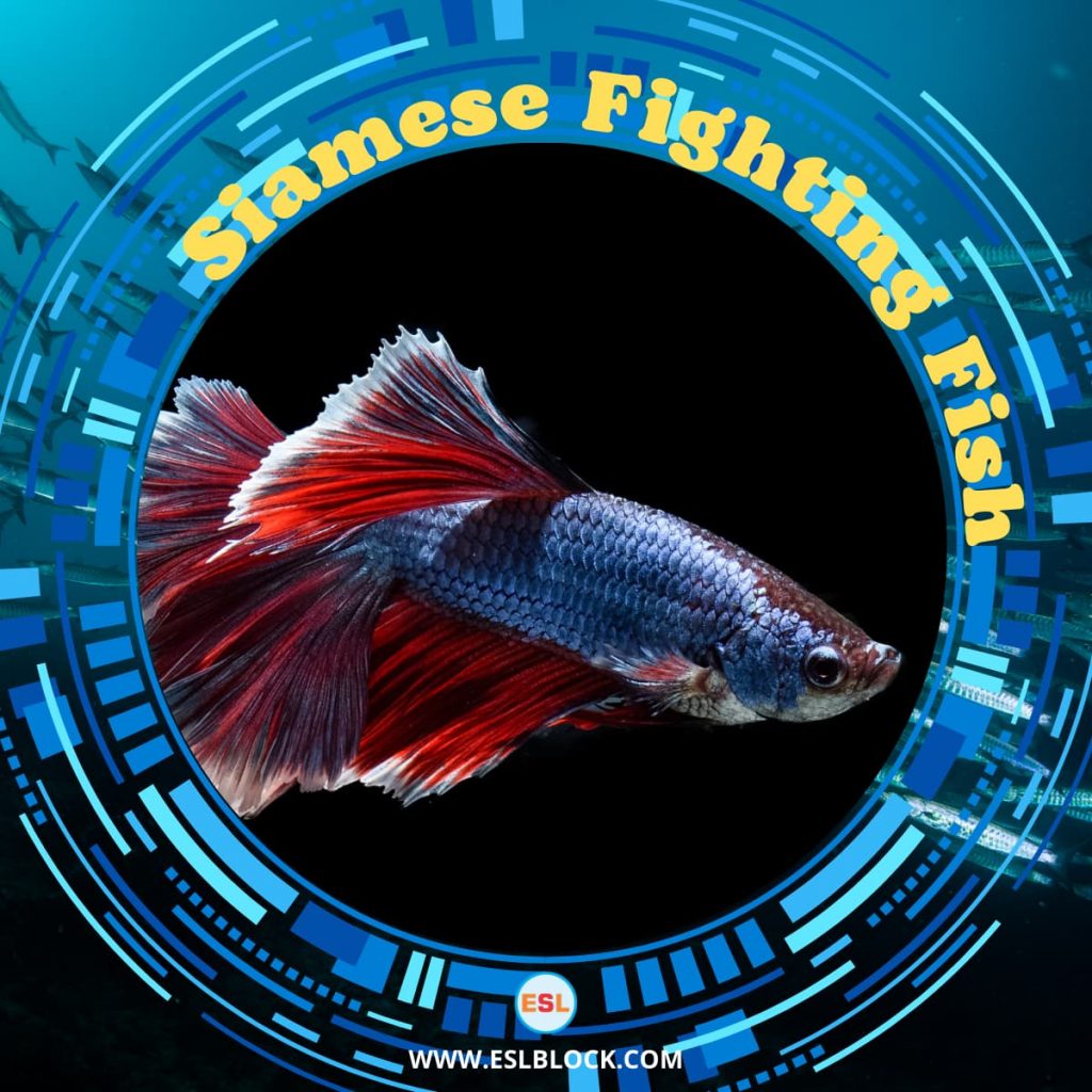 Animals Names, Best Fish, Big Fish, Cute Fish, Different Types Fish, English, English Nouns, English Vocabulary, English Words, Fish, Fish List, Hunting Fish, List of Fish, Medium Fish, Nouns, Sea Animals, Small Fish, Vocabulary