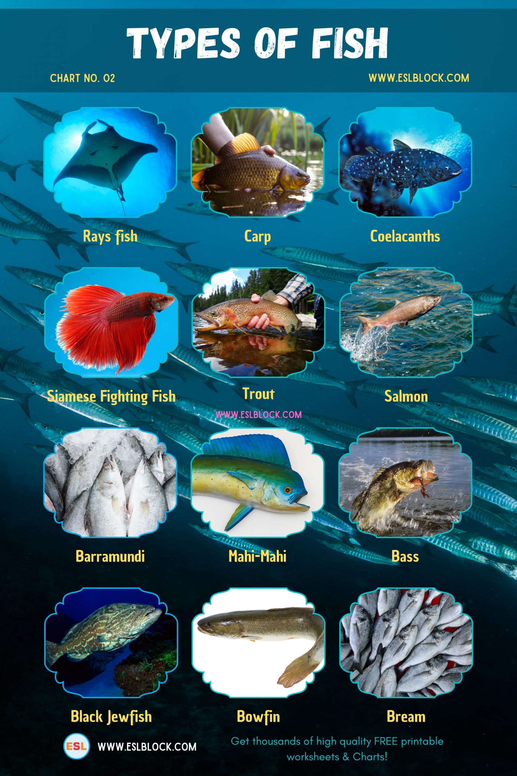 Animals Names, Best Fish, Big Fish, Cute Fish, Different Types Fish, English, English Nouns, English Vocabulary, English Words, Fish, Fish List, Hunting Fish, List of Fish, Medium Fish, Nouns, Sea Animals, Small Fish, Vocabulary