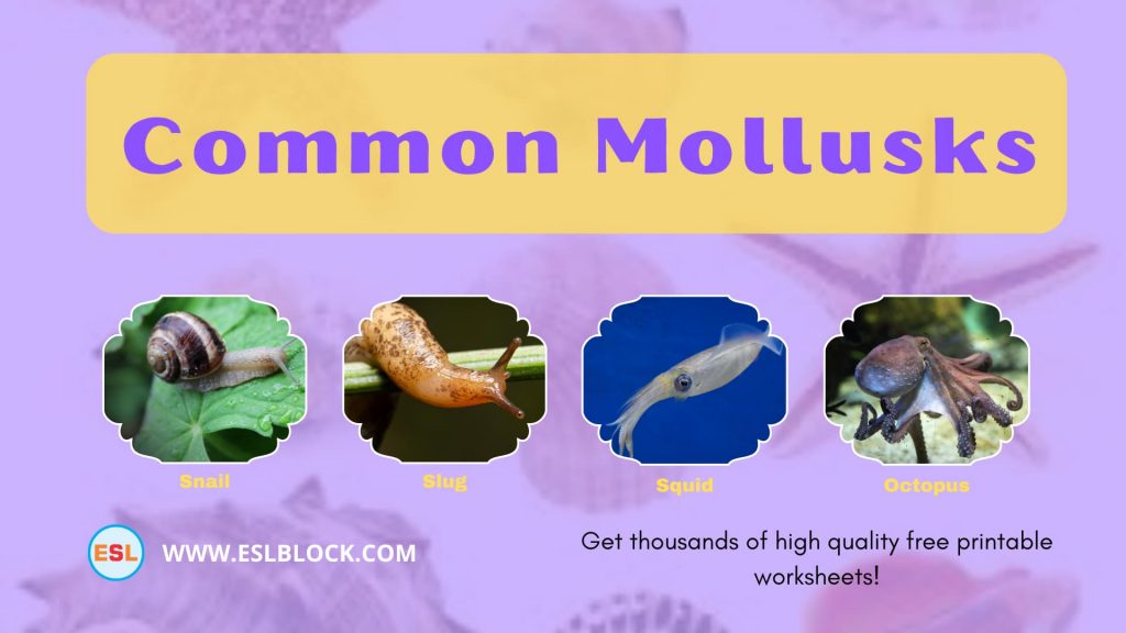 list-of-mollusks-types-of-mollusks-with-interesting-facts-english-as-a-second-language