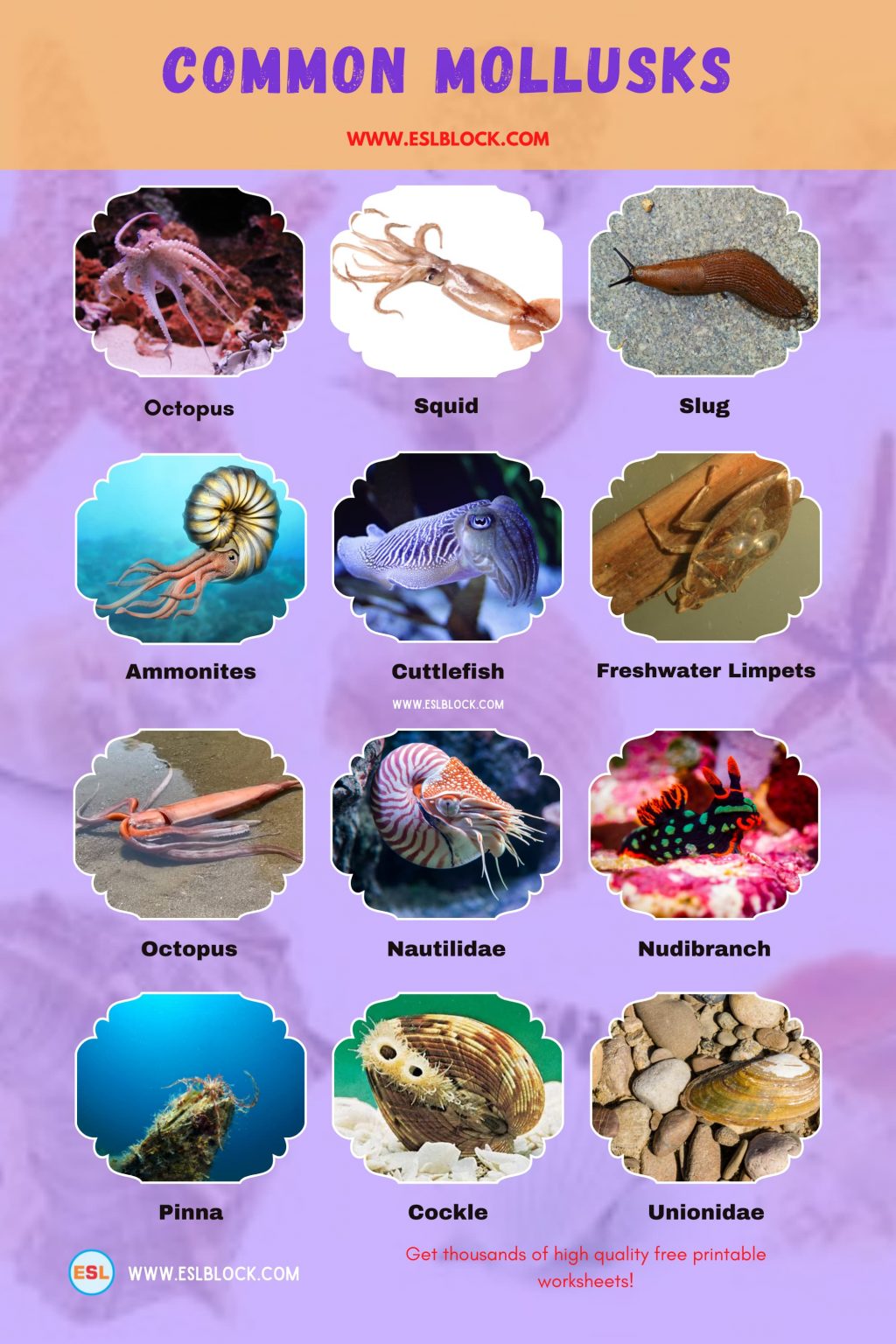 List of Mollusks | Types of Mollusks with Interesting Facts - English ...