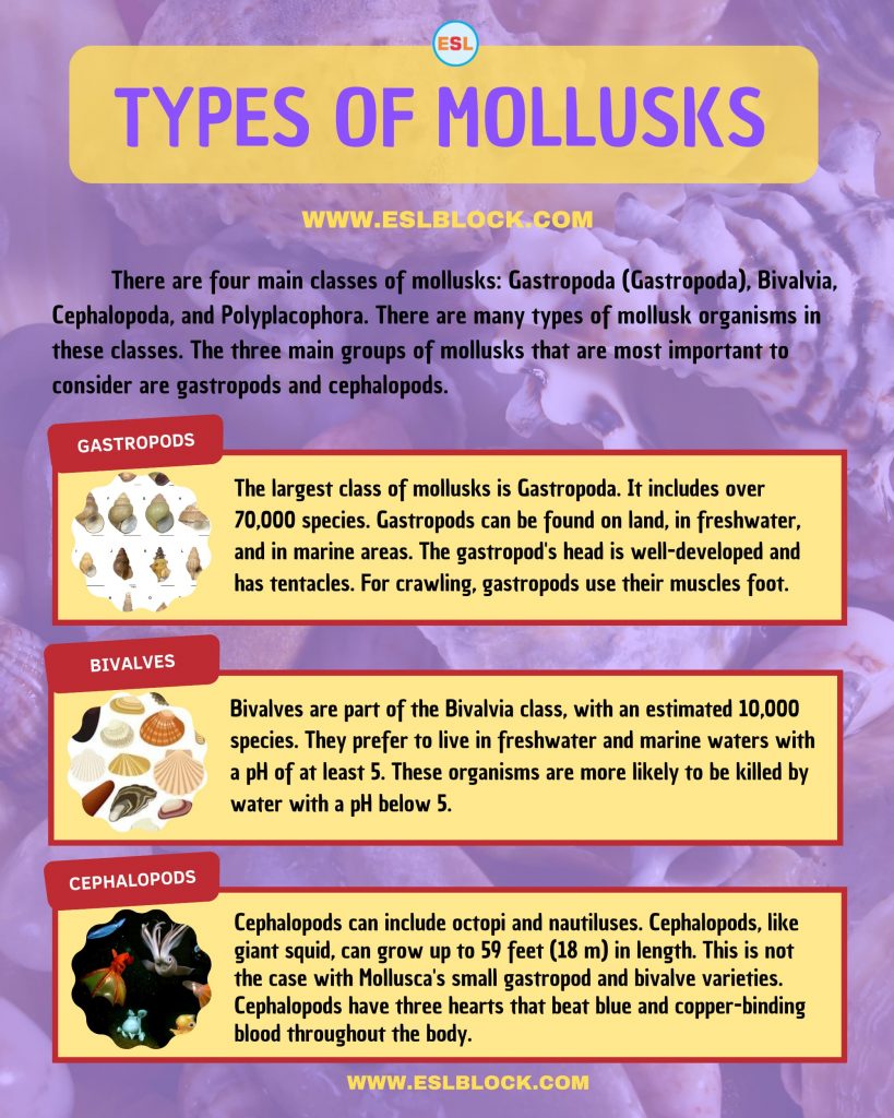 Animals Names, Best Mollusks, Big Mollusks, Cute Mollusks, Different Types Mollusks, English, English Nouns, English Vocabulary, English Words, Hunting Mollusks, List of Mollusks, Medium Mollusks, Mollusks, Mollusks List, Nouns, Sea Animals, Small Mollusks, Vocabulary