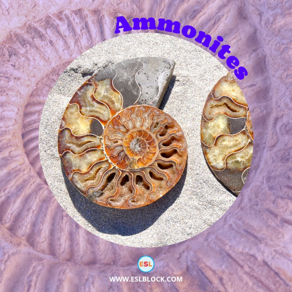 Animals Names, Best Mollusks, Big Mollusks, Cute Mollusks, Different Types Mollusks, English, English Nouns, English Vocabulary, English Words, Hunting Mollusks, List of Mollusks, Medium Mollusks, Mollusks, Mollusks List, Nouns, Sea Animals, Small Mollusks, Vocabulary