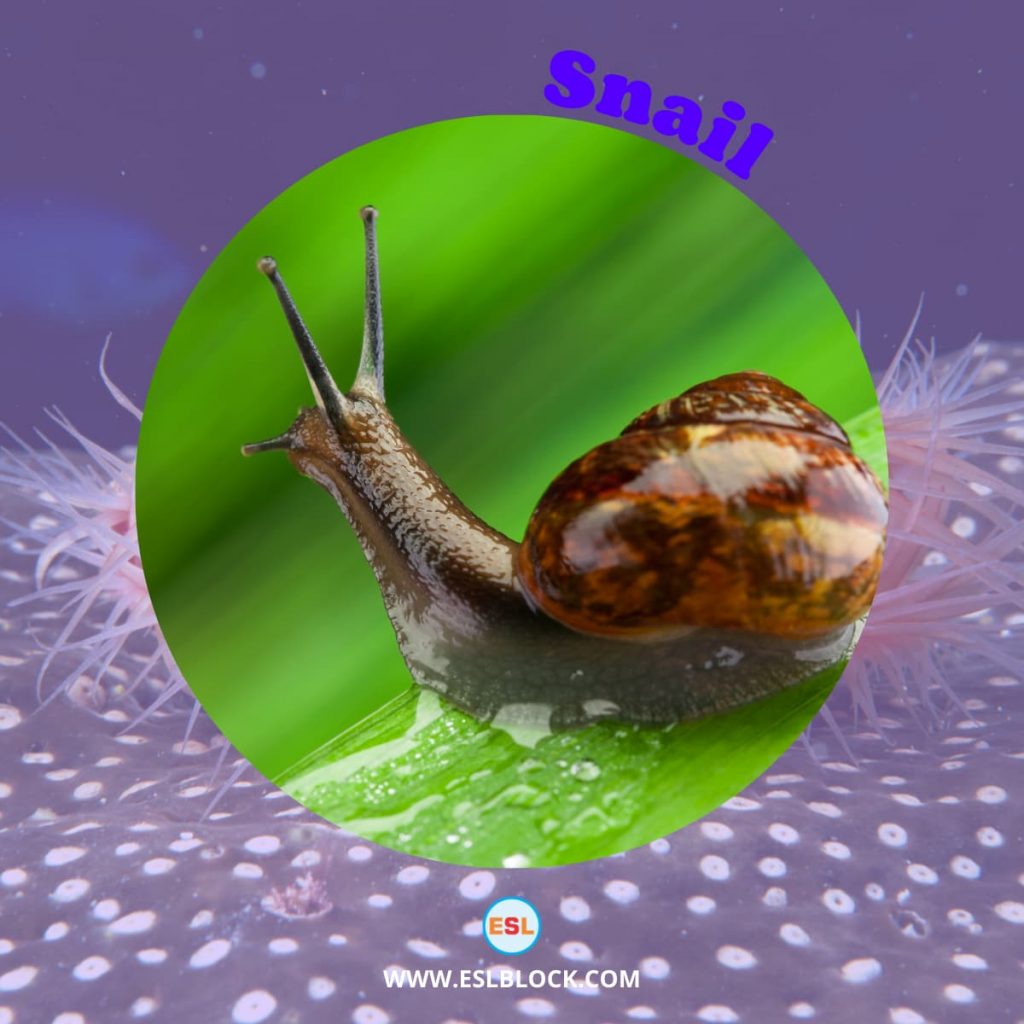 Animals Names, Best Mollusks, Big Mollusks, Cute Mollusks, Different Types Mollusks, English, English Nouns, English Vocabulary, English Words, Hunting Mollusks, List of Mollusks, Medium Mollusks, Mollusks, Mollusks List, Nouns, Sea Animals, Small Mollusks, Vocabulary