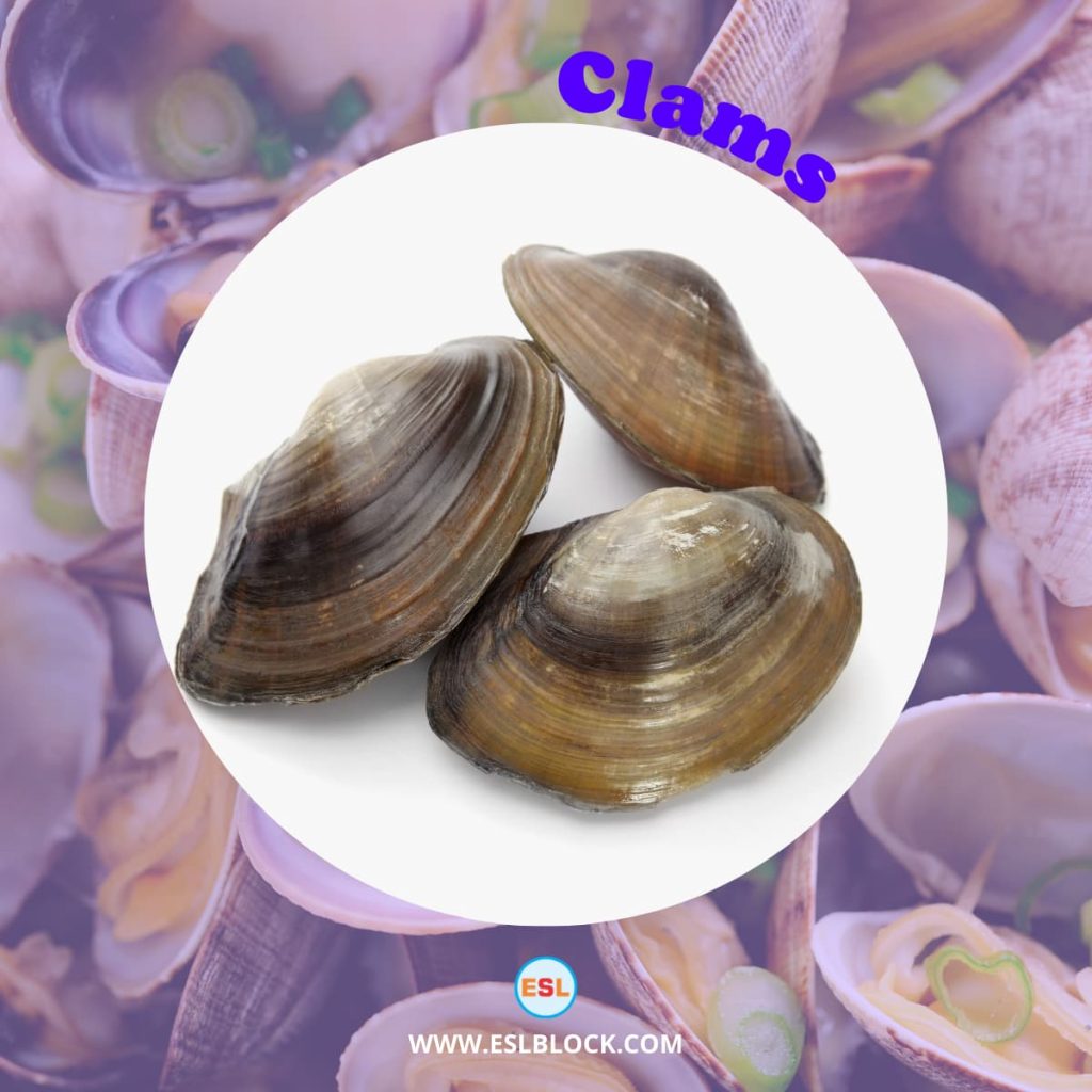 Animals Names, Best Mollusks, Big Mollusks, Cute Mollusks, Different Types Mollusks, English, English Nouns, English Vocabulary, English Words, Hunting Mollusks, List of Mollusks, Medium Mollusks, Mollusks, Mollusks List, Nouns, Sea Animals, Small Mollusks, Vocabulary