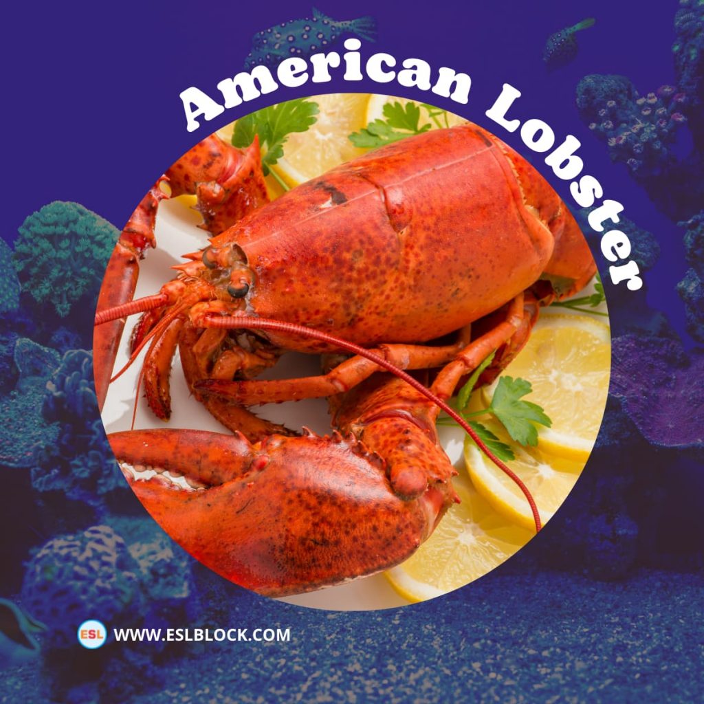 Animals Names, Best Shellfish, Big Shellfish, Cute Shellfish, Different Types Shellfishes, English, English Nouns, English Vocabulary, English Words, Hunting Shellfishes, List of Shellfishes, Medium Shellfishes, Nouns, Sea Animals, Shellfish, Shellfish List, Small Shellfishes, Vocabulary