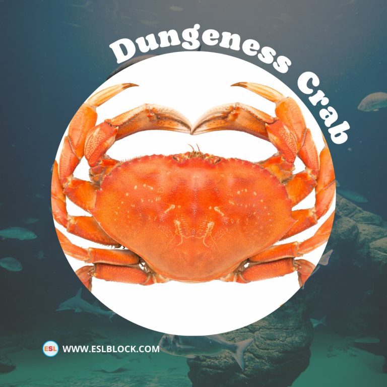 Shellfish List of Shellfish with Interesting Facts English as a