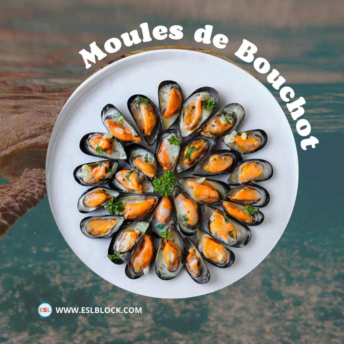 Shellfish List of Shellfish with Interesting Facts English as a