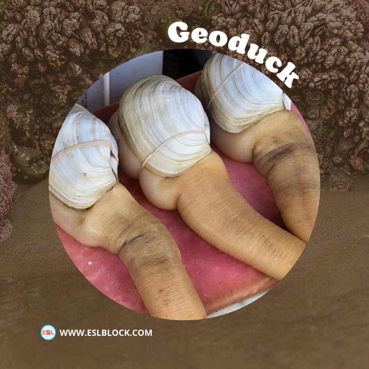 Shellfish | List of Shellfish with Interesting Facts - English as a ...