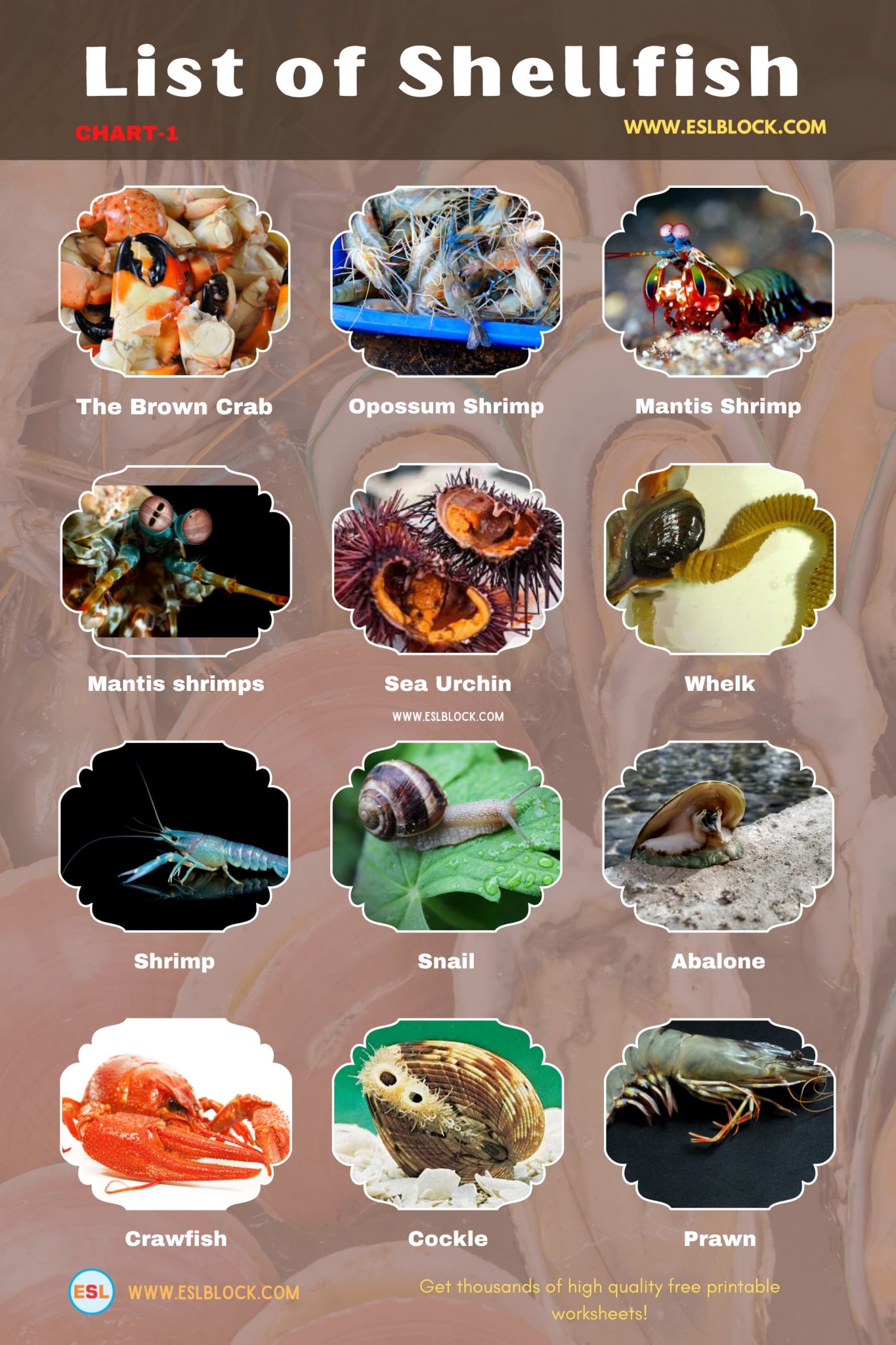 Shellfish | List of Shellfish with Interesting Facts - English as a ...