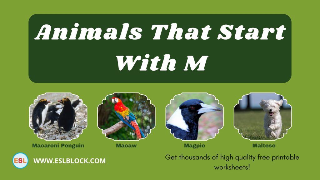 animals-that-start-with-m-english-as-a-second-language