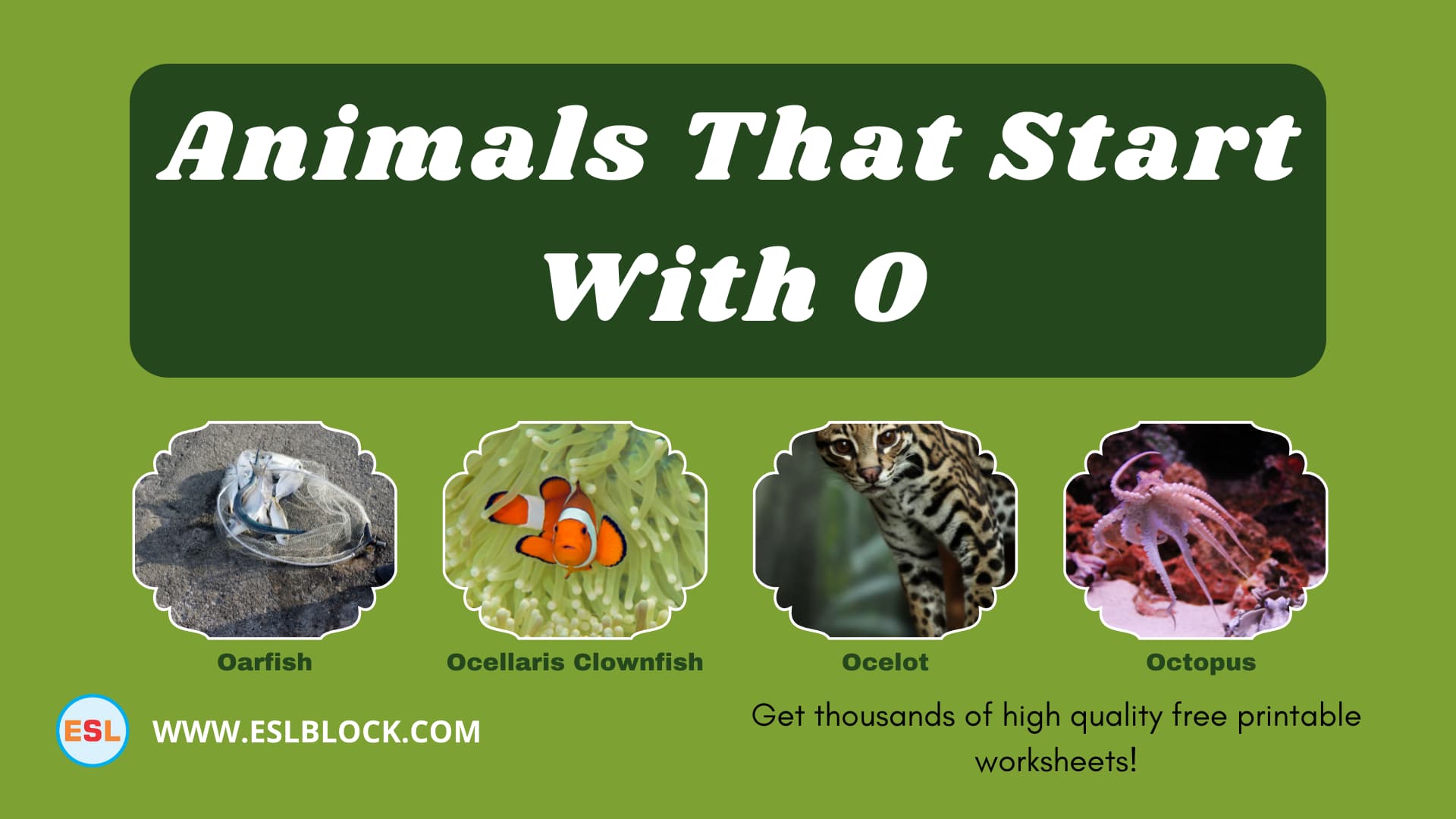 5 Letter Animals Starting With O, Animals List, Animals Names, Animals That Begins With O, Animals That Start With O, English, English Nouns, English Vocabulary, English Words, List of Animals That Start With O, Nouns, O Animals, O Animals in English, O Animals Names, Vocabulary