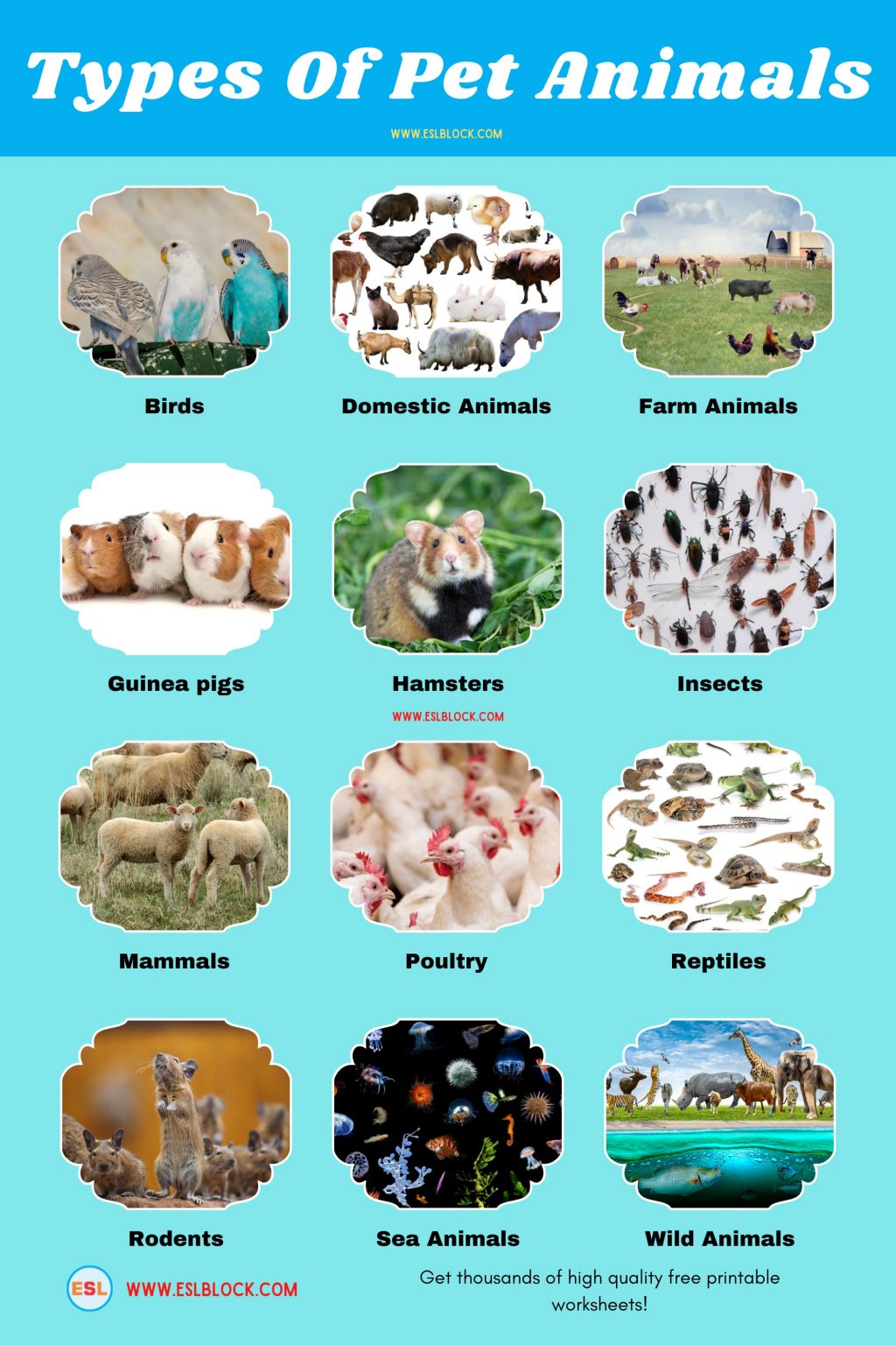 list-of-pet-animals-different-types-of-pets-english-as-a-second-language