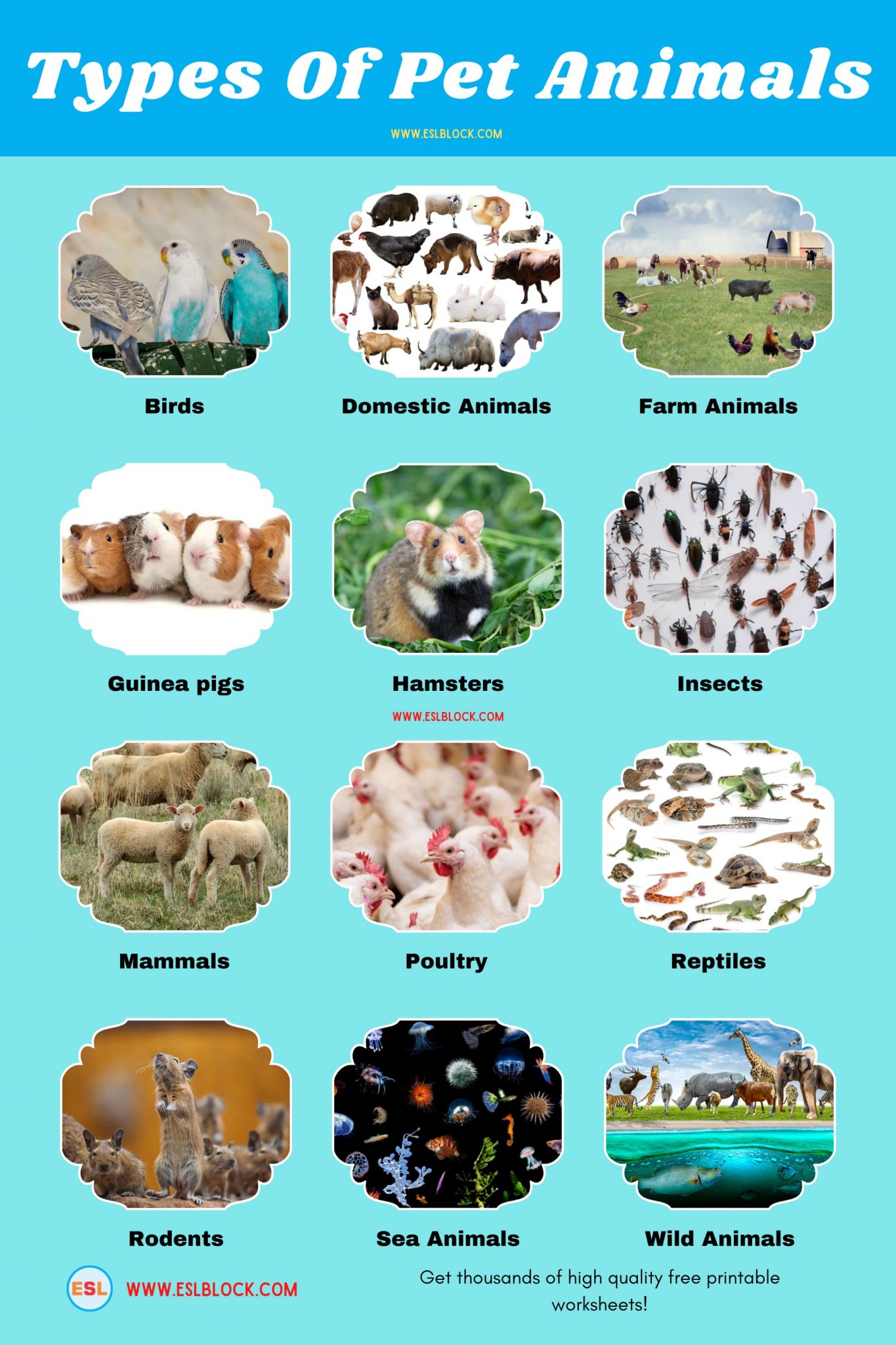 list-of-pet-animals