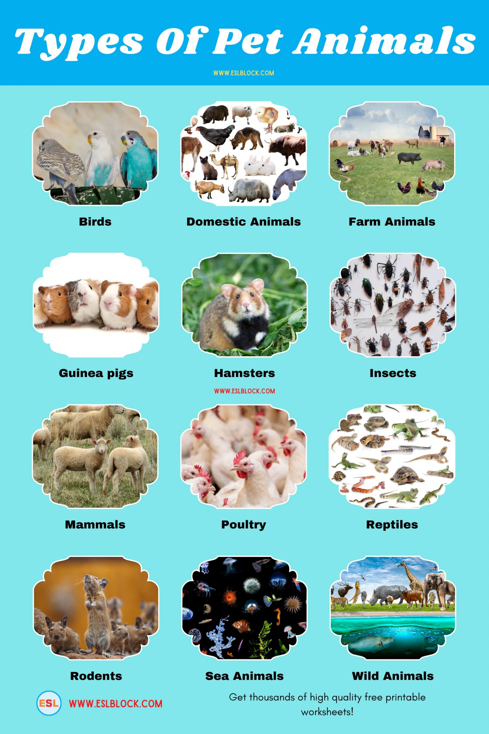 Animals Names, Best pet animals, Big pets, Cute pets, Different Types of pets, English, English Nouns, English Vocabulary, English Words, List of cute pets, Medium pet animals, Nouns, Pet animals, Pets List, Small pets, Vocabulary