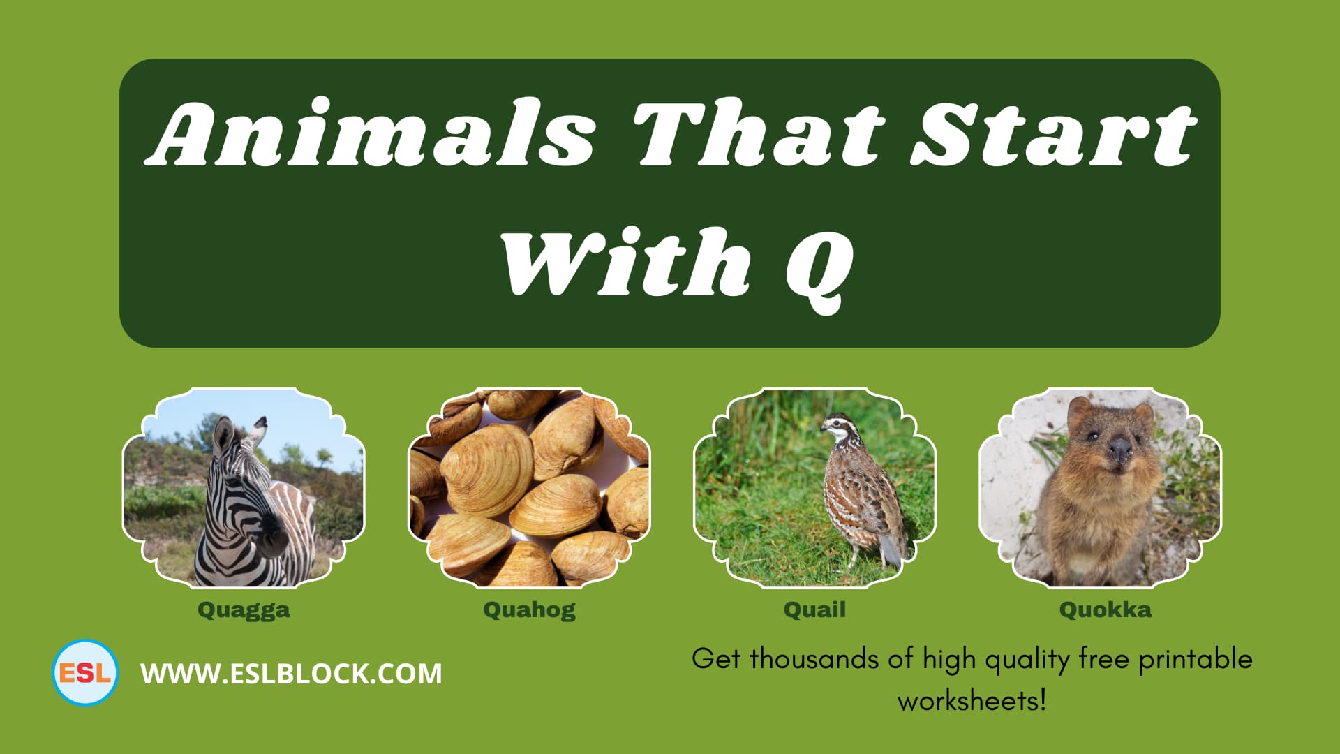 5 Letter Animals Starting With Q, Animals List, Animals Names, Animals That Begins With Q, Animals That Start With Q, English, English Nouns, English Vocabulary, English Words, List of Animals That Start With Q, Nouns, Q Animals, Q Animals in English, Q Animals Names, Vocabulary