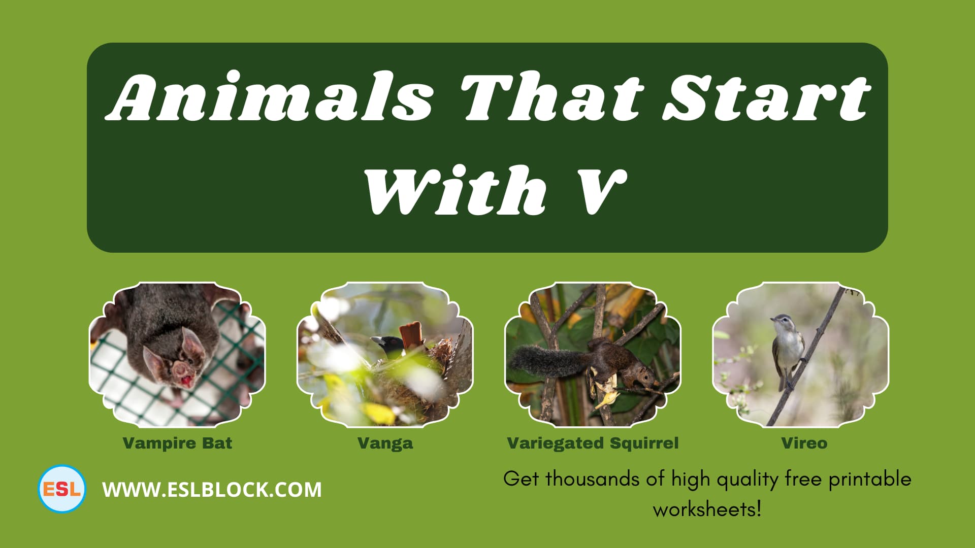 5 Letter Animals Starting With V, Animals List, Animals Names, Animals That Begins With V, Animals That Start With V, English, English Nouns, English Vocabulary, English Words, List of Animals That Start With V, Nouns, V Animals, V Animals in English, V Animals Names, Vocabulary