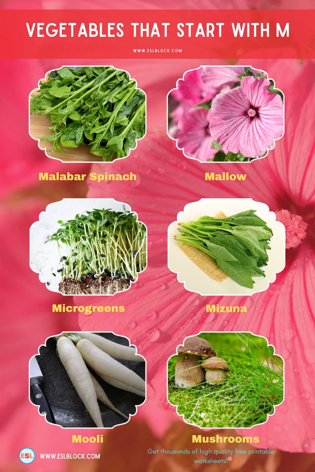Vegetables That Start With M English as a Second Language