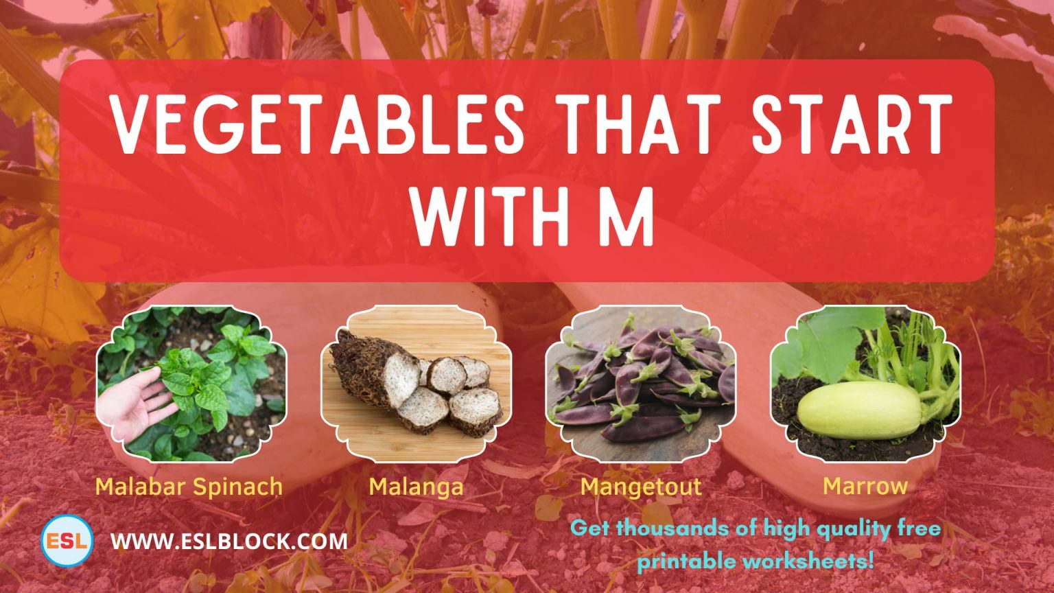 Vegetables That Start With M English as a Second Language