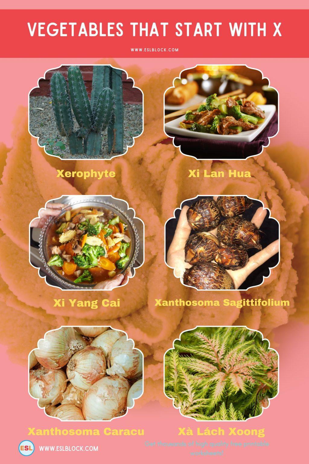 Vegetables That Start With X English as a Second Language