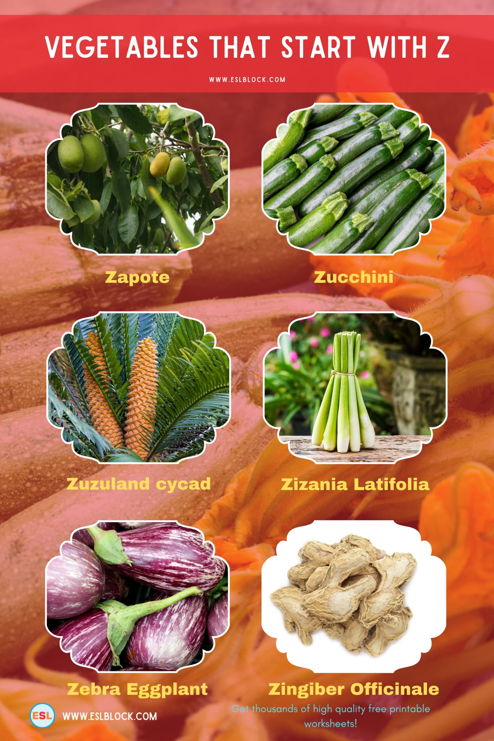 5 Letter Vegetables Starting With Z, English, English Nouns, English Vocabulary, English Words, List of Vegetables That Start With Z, Nouns, Vegetables List, Vegetables Names, Vegetables That Begins With Z, Vegetables That Start With Z, Vocabulary, Z Vegetables, Z Vegetables in English, Z Vegetables Names
