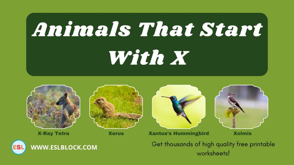 Animals That Start With X - English as a Second Language