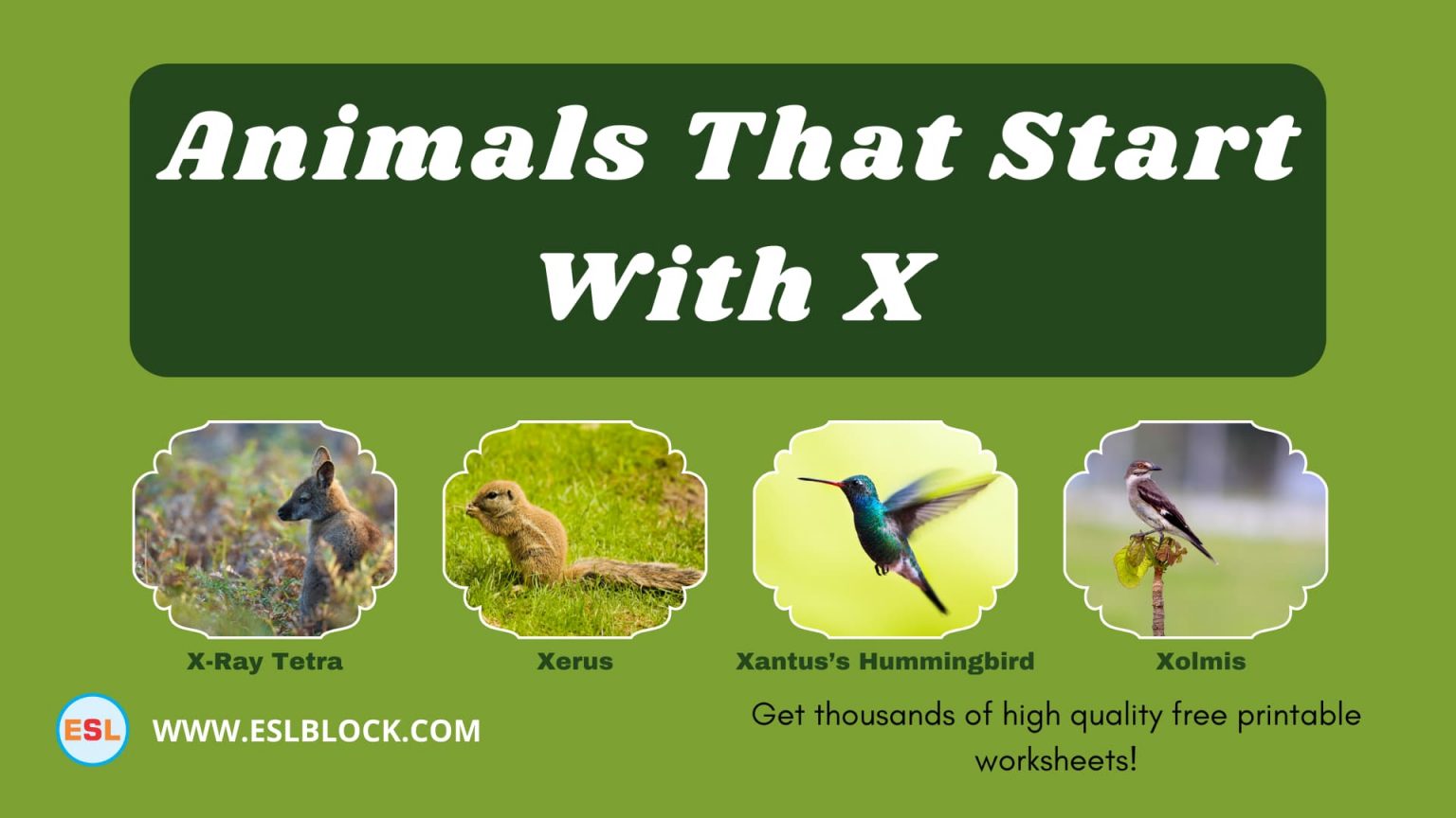 Animals That Start With X English As A Second Language animals-that-start-with-x-english-as-a-second-language