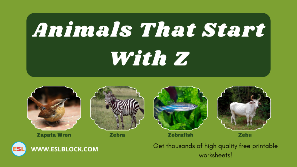 Animals That Start With Z English as a Second Language