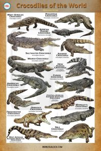 Animals Names, English, English Vocabulary, English Words, Nouns, Picture Dictionary, Visual Dictionary, Vocabulary, Crocodiles of The World, Difference between crocodile and alligator