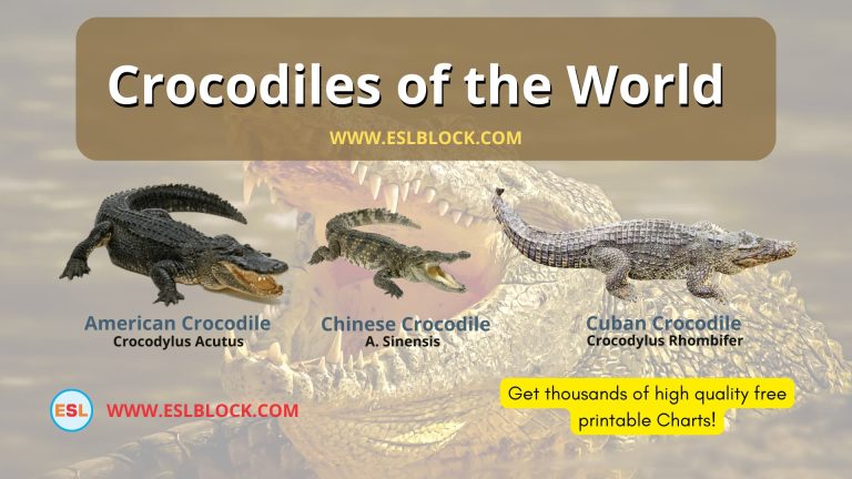 Animals Names, English, English Vocabulary, English Words, Nouns, Picture Dictionary, Visual Dictionary, Vocabulary, Crocodiles of The World