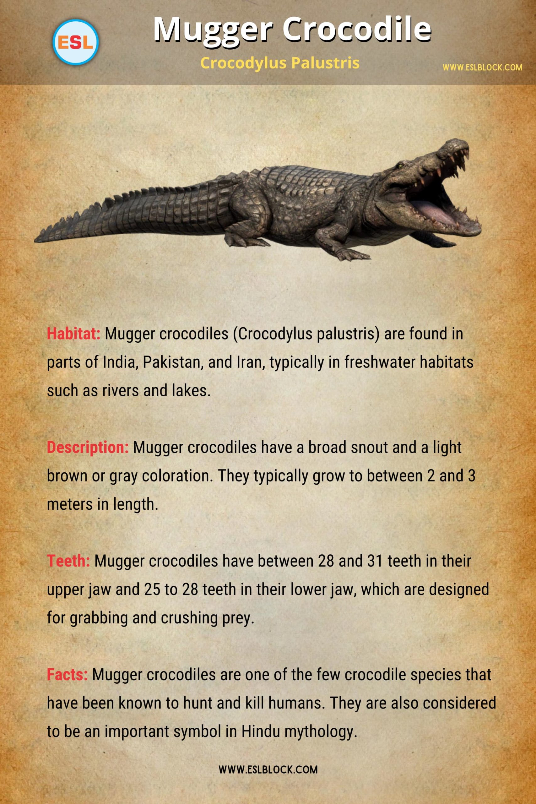 Animals Names, English, English Vocabulary, English Words, Nouns, Picture Dictionary, Visual Dictionary, Vocabulary, Crocodiles of The World, Difference between crocodile and alligator