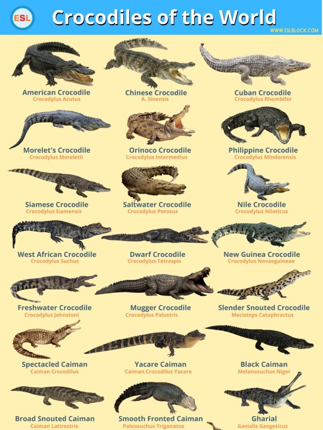Crocodiles of The World