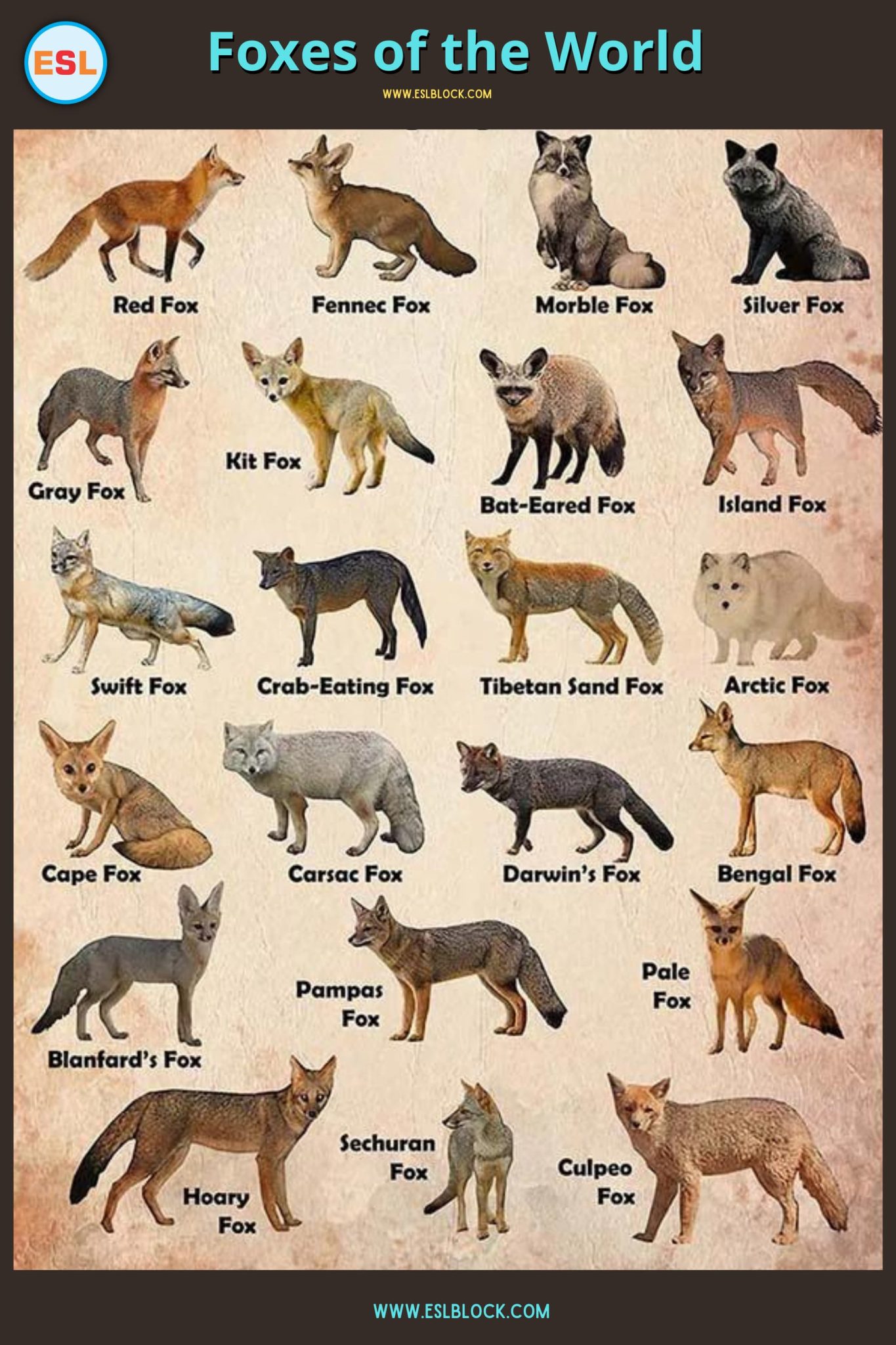 Foxes of The World English as a Second Language