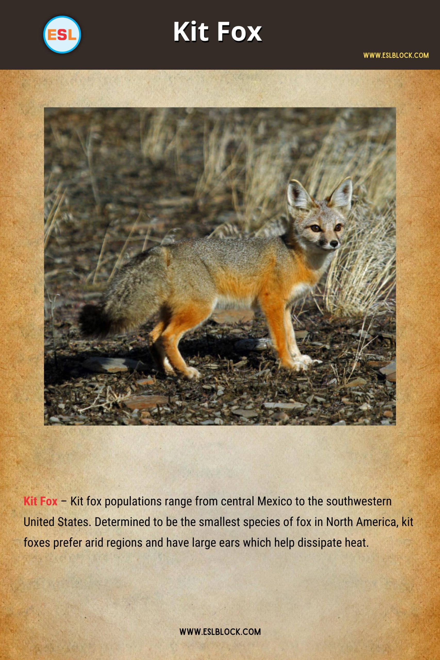 Types of Foxes