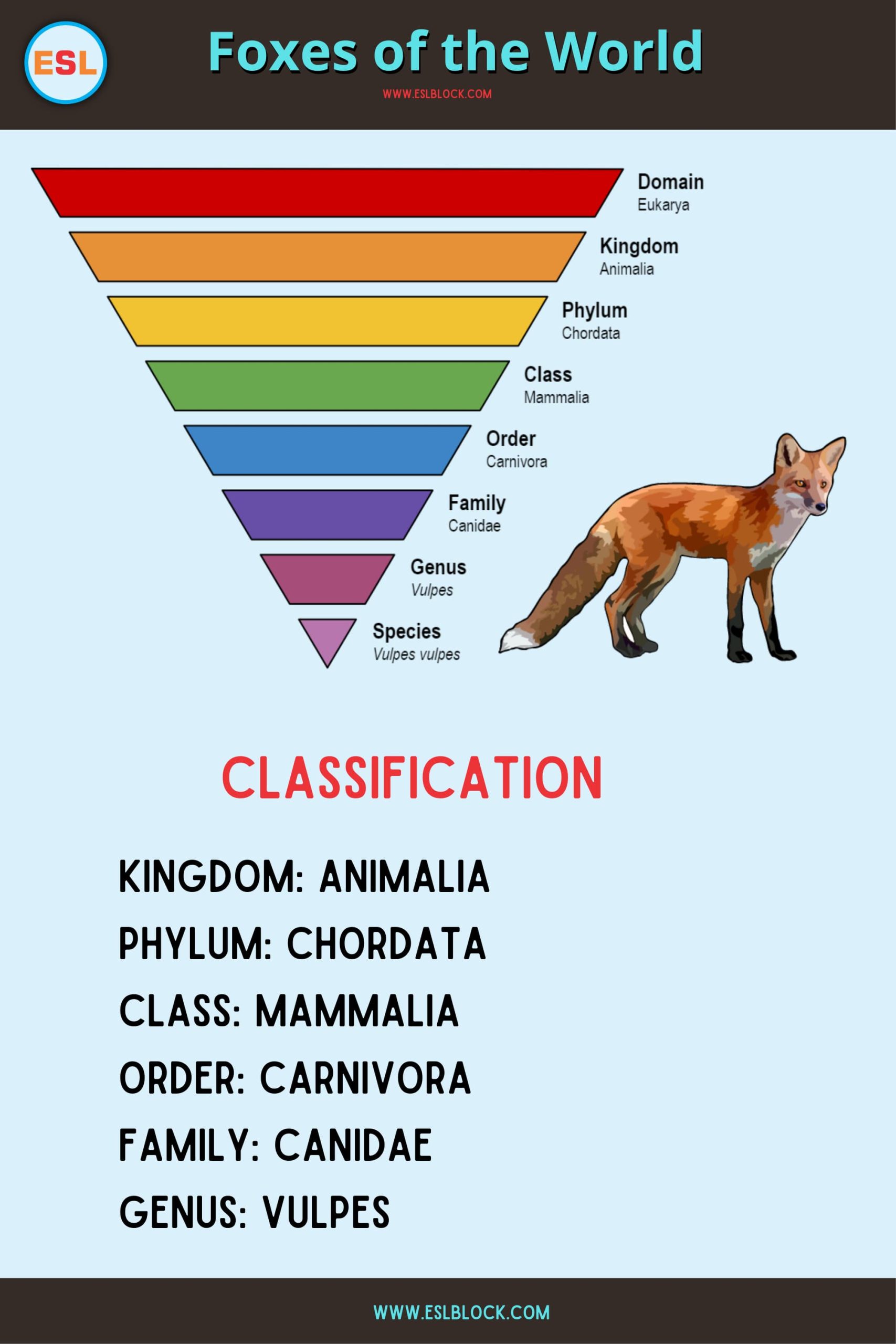 Types of Foxes