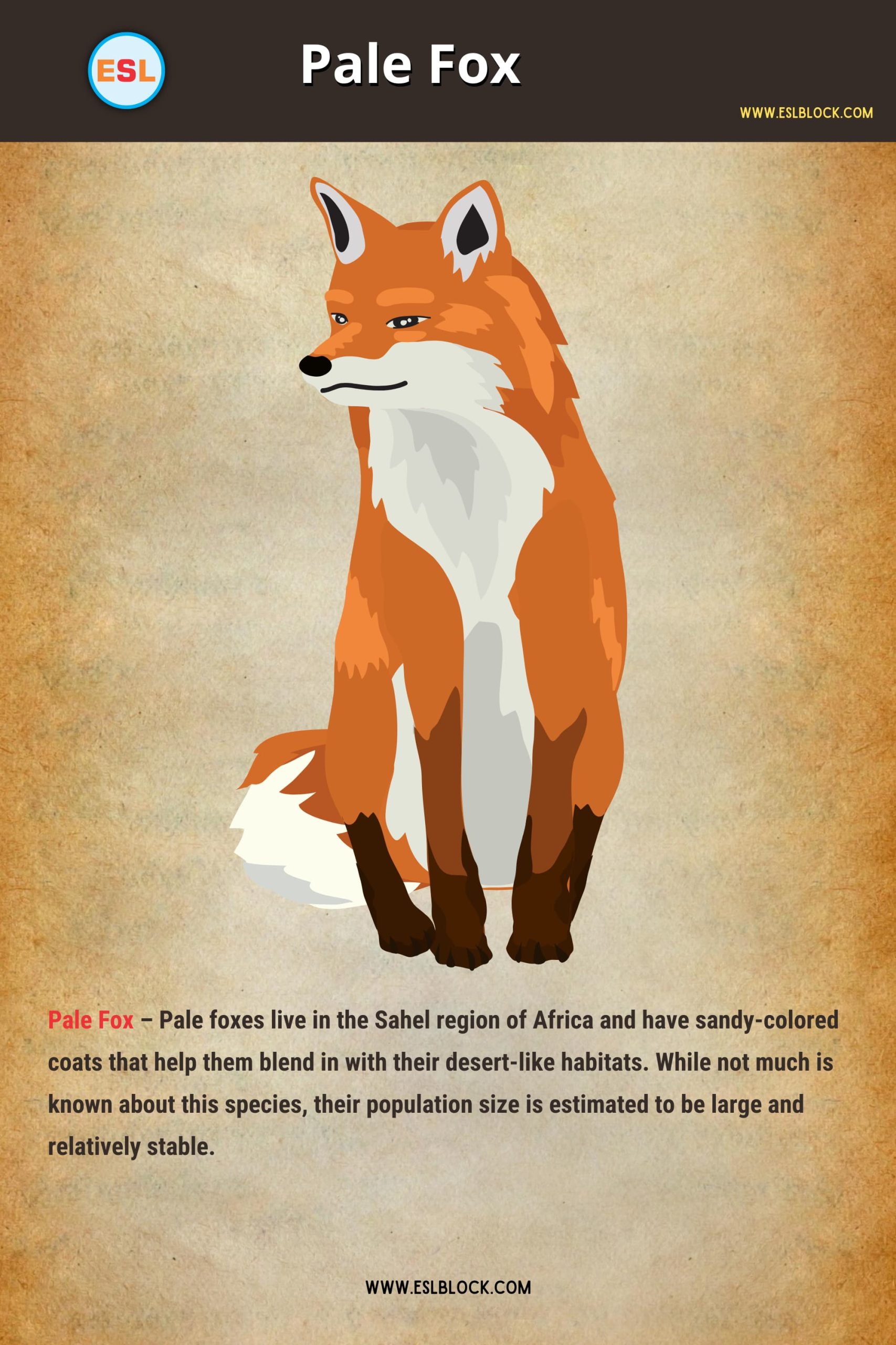 Types of Foxes