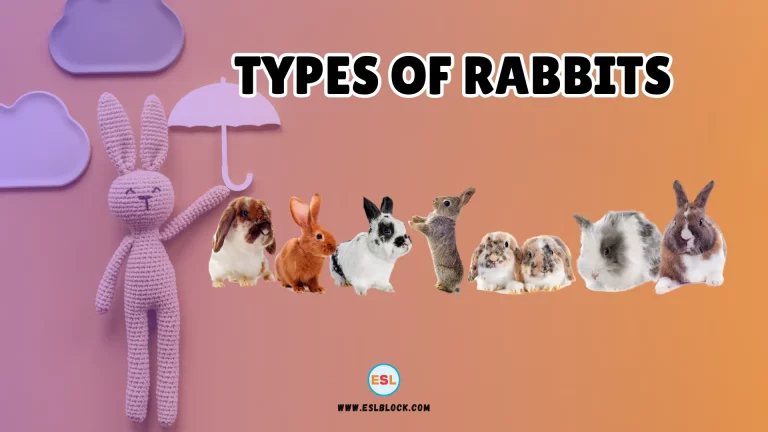 Types of Rabbits