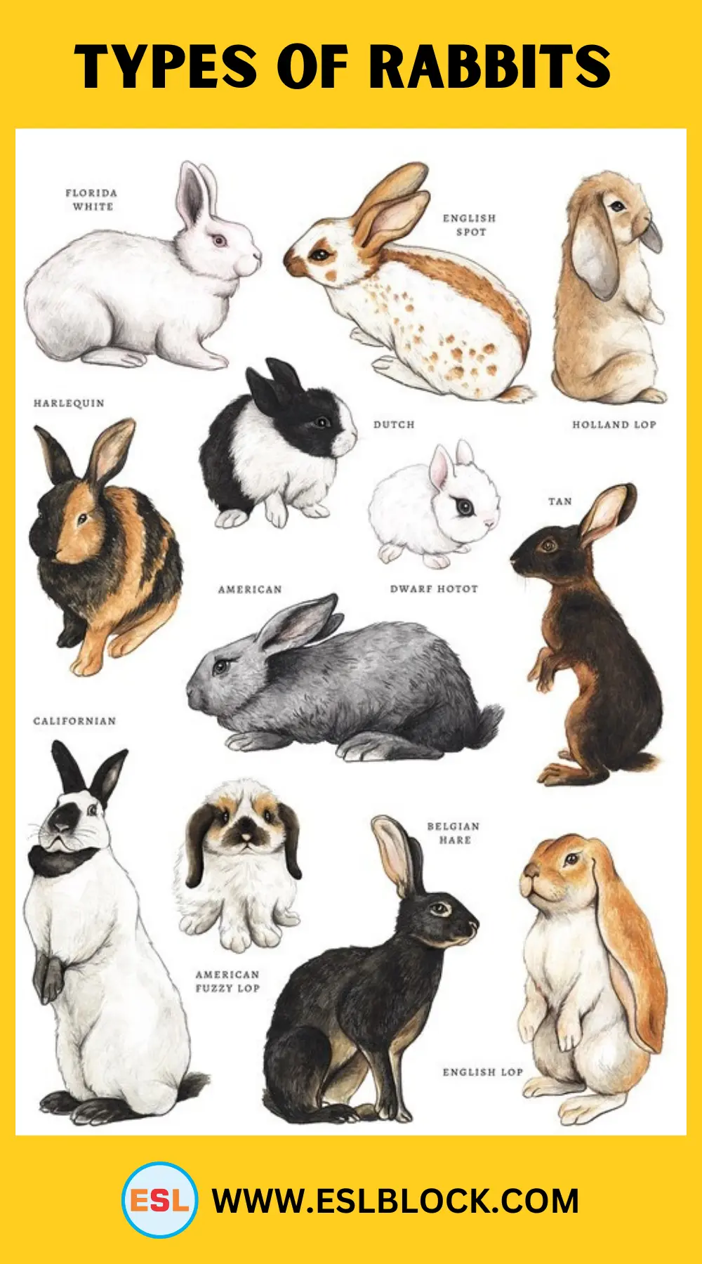 Types-of-Rabbits