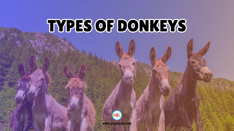 Types of Donkeys
