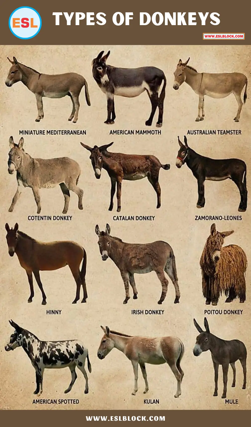 Types of Donkeys Chart