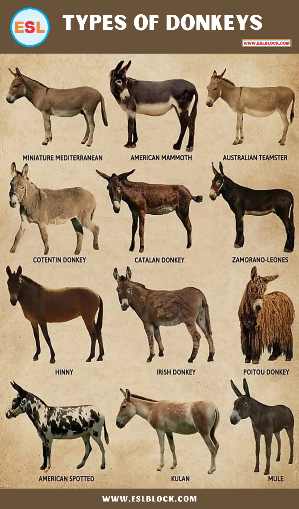 Types of Donkeys | A Comprehensive Guide - English as a Second Language