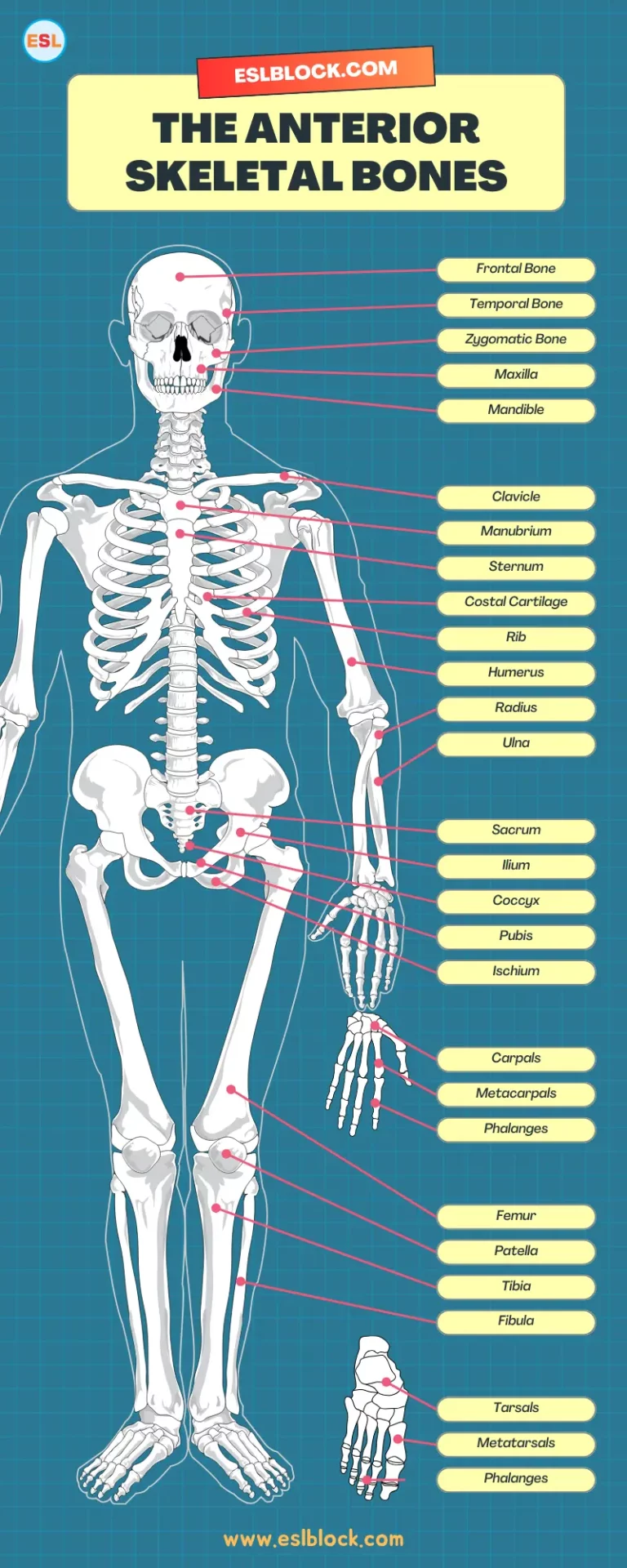 The Anterior Skeletal Bones