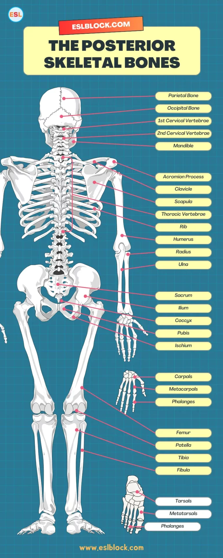 The Posterior Skeletal Bones