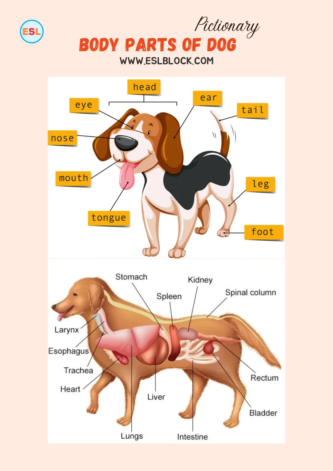 Body Parts of Dog