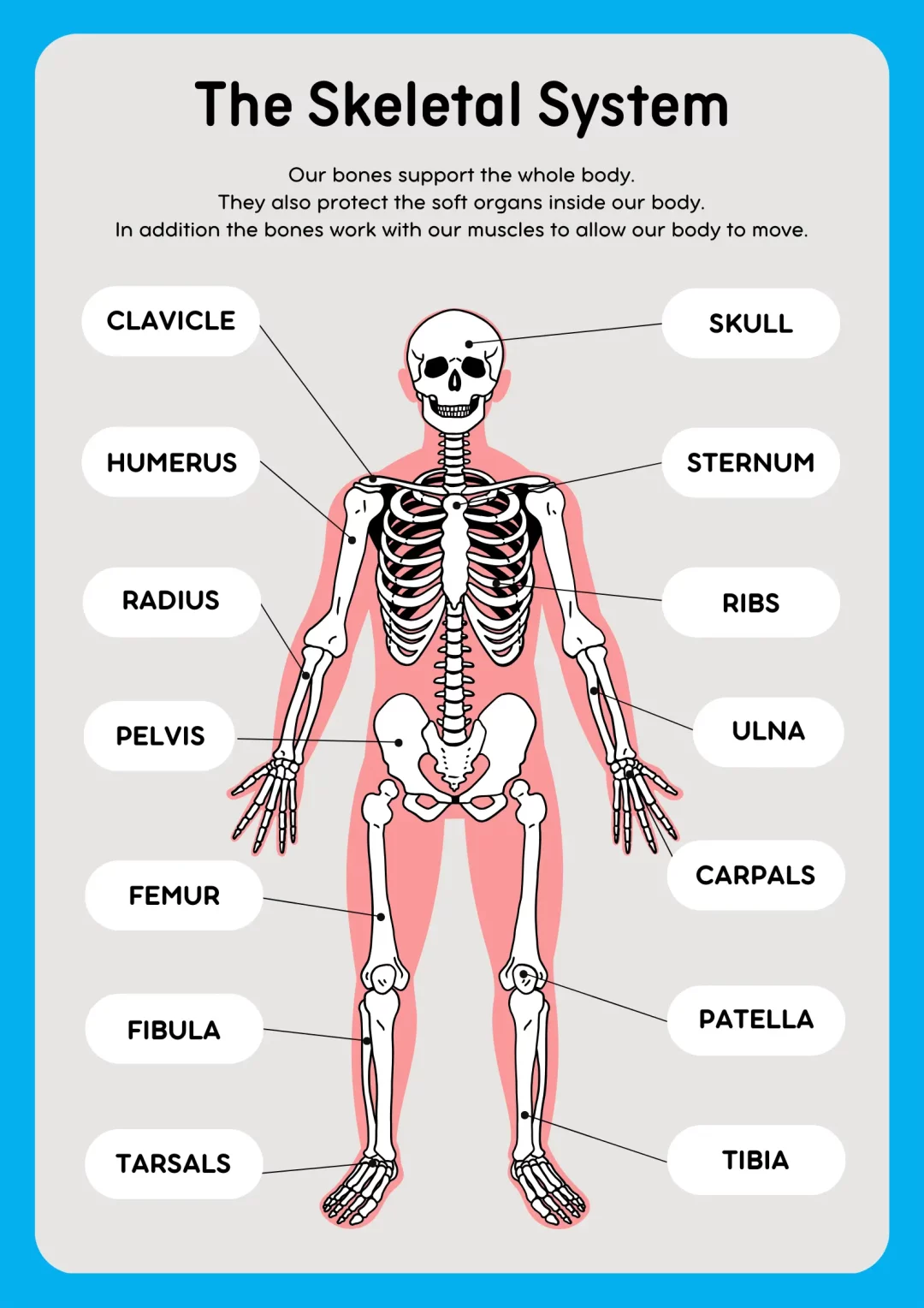 Bone Names of the Human Skeleton