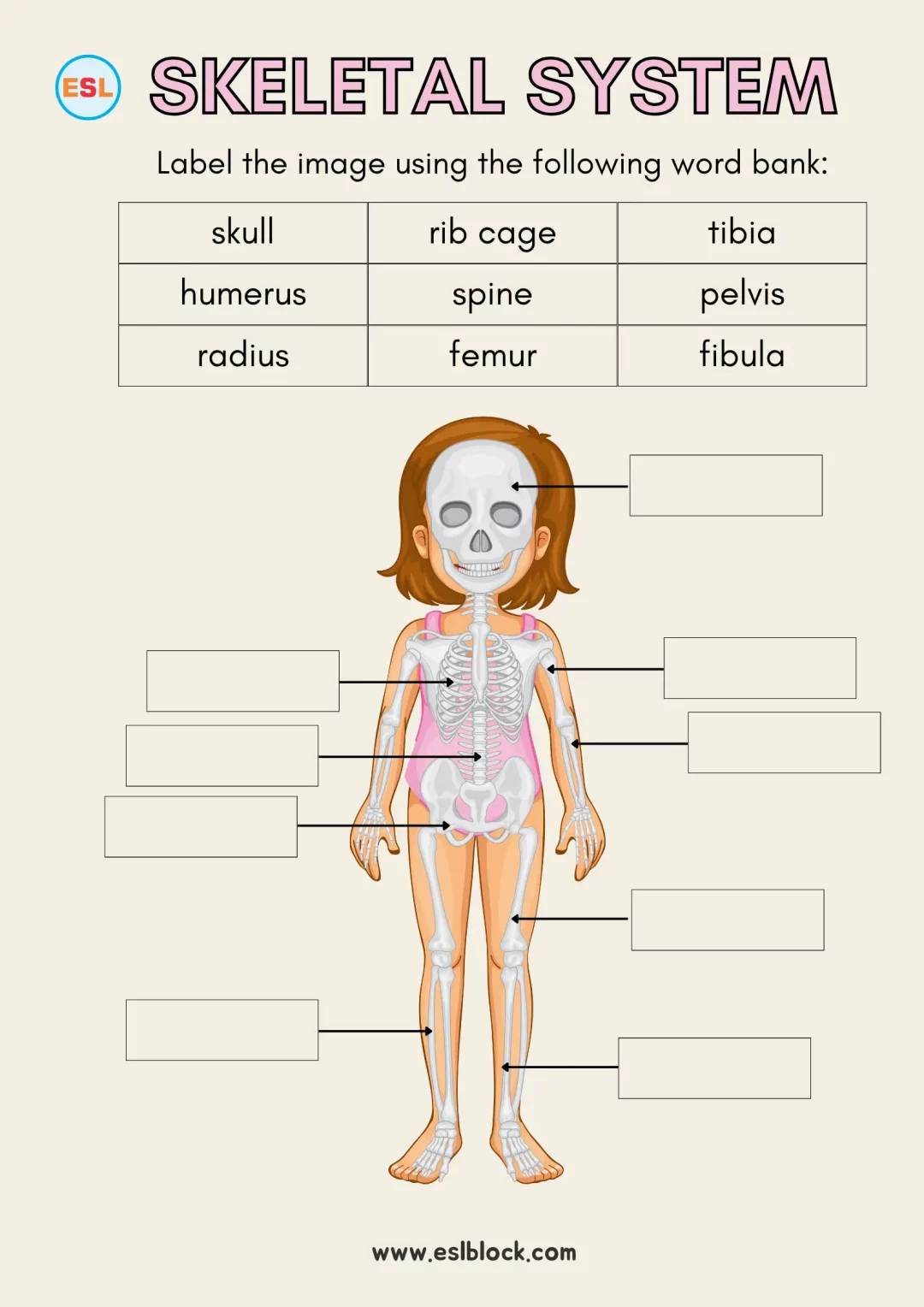 Bone Names of the Human Skeleton