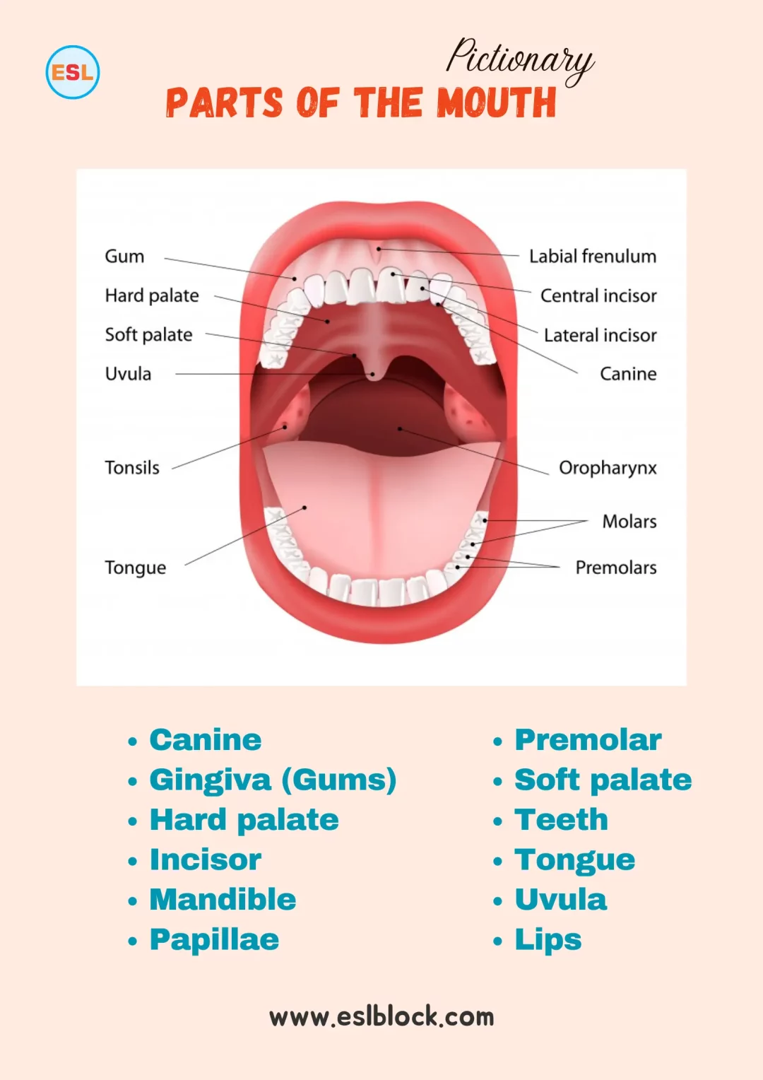 Parts of Mouth