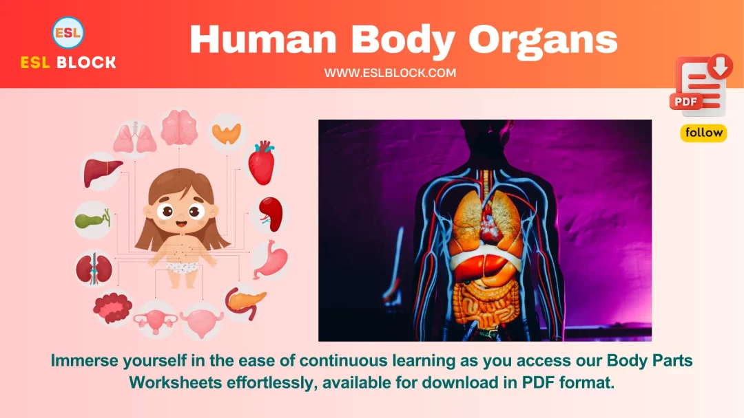 Human Body Organs